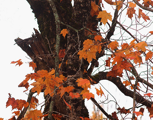 autumn wind