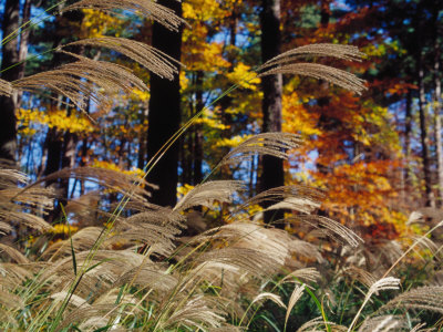 autumn wind