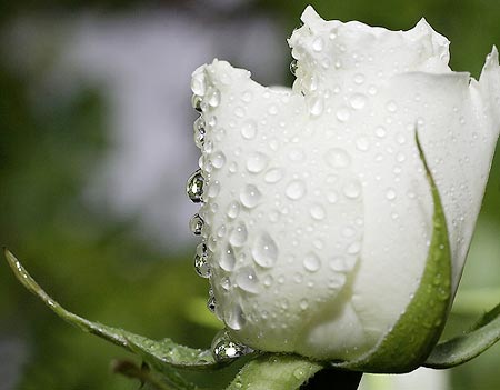 white rose