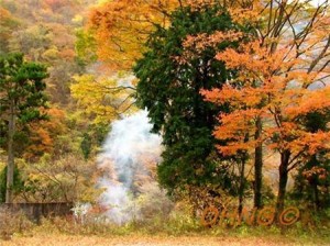 Thu sang, có lá vàng